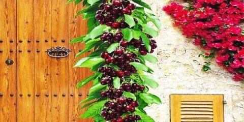 Sylvia stubasta trešnja